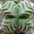 方塔(多肉植物) 方塔(多肉植物)