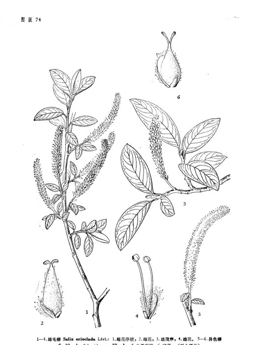 異色柳 異色柳