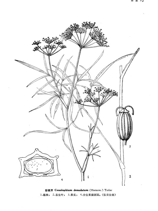 空棱芹 空棱芹