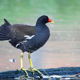 黑水雞(秧雞科鳥類)