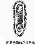 腔腸動物的浮浪幼蟲