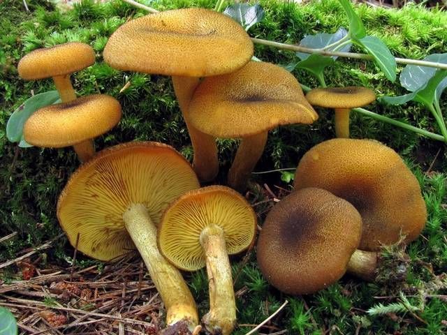 黃擬口蘑 黃擬口蘑
