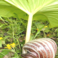 象頭花 象頭花
