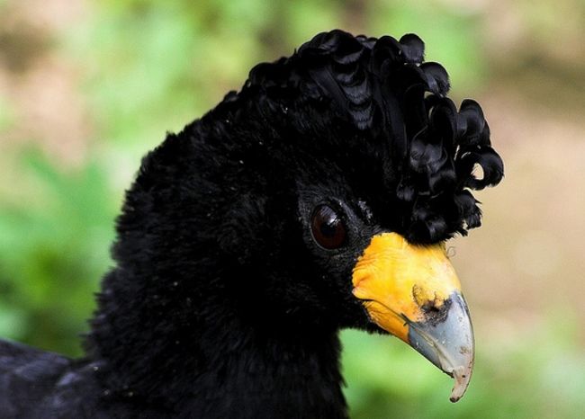 黑鳳冠雉 黑鳳冠雉