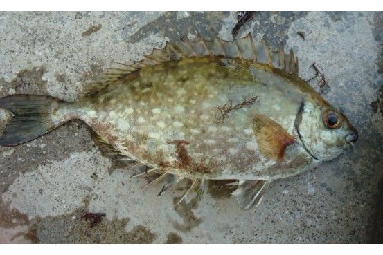宅泥魚屬