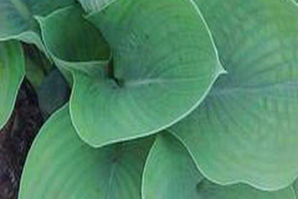Hosta (Tardiana Group) \x27Blue Danube\x27 Hosta (Tardiana Group) \x27Blue Danube\x27