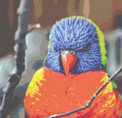 藍臉虹彩吸蜜鸚鵡(圖3)
