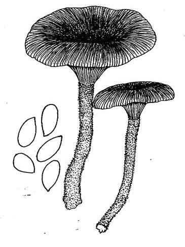 絨柄香菇