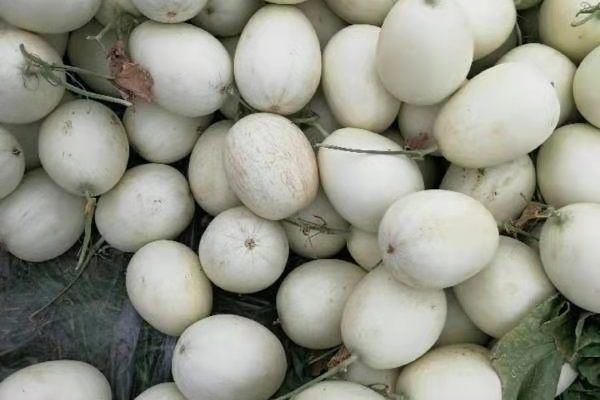 瓊農科26號 瓊農科26號