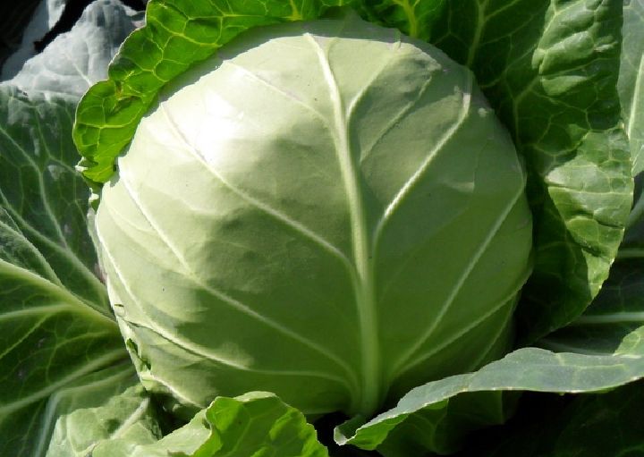 科興8號 科興8號