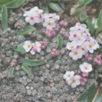高原點地梅 高原點地梅