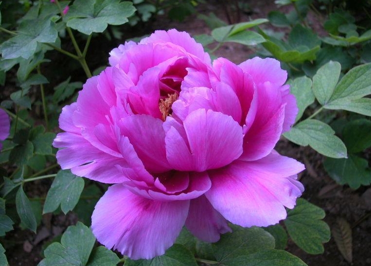玫瑰紫(芍藥屬牡丹栽培品種)