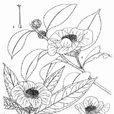 香港紅山茶(廣東山茶) 香港紅山茶(廣東山茶)