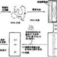 基因診斷方法 基因診斷方法