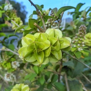 Combretum deciduum