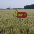 中麥578 中麥578