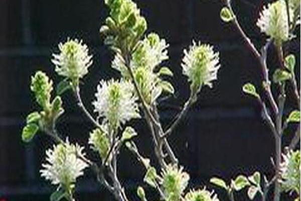 Fothergilla gardenii