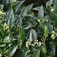 野扇花 野扇花