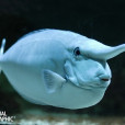 突角鼻魚(環紋鼻魚) 突角鼻魚(環紋鼻魚)