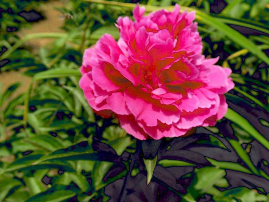 光果赤芍 光果赤芍