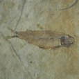 缺甲魚類 缺甲魚類