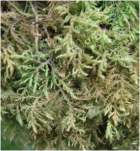 大羽蘚(中藥名) 大羽蘚(中藥名)