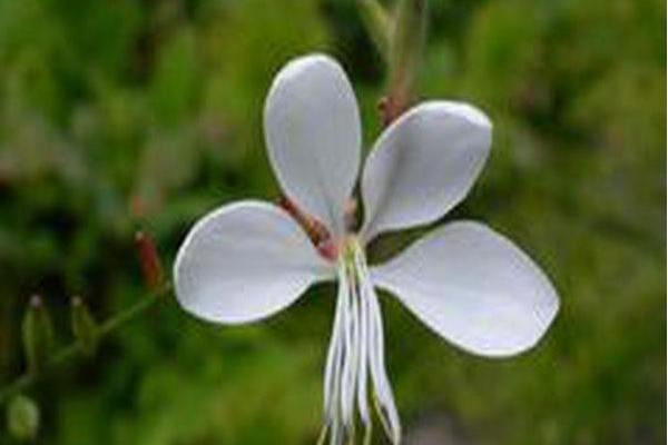 Gaura lindheimeri \x27Nugauwhite\x27 KARALEE WHITE
