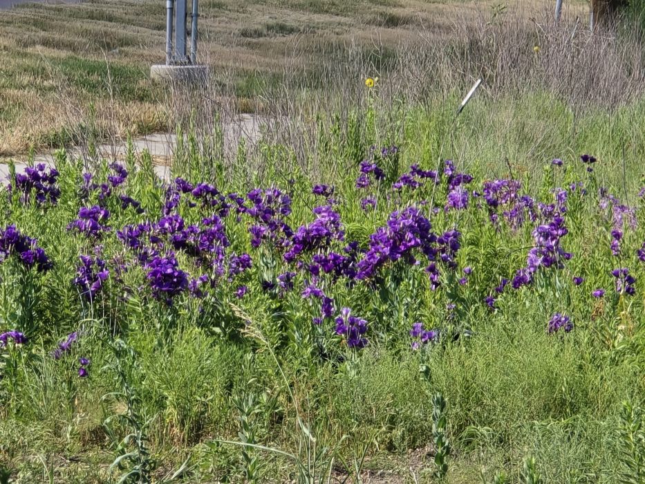 Eustoma russellianum Eustoma russellianum