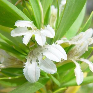 Scaevola kallophylla