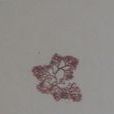 密集石花菜 密集石花菜