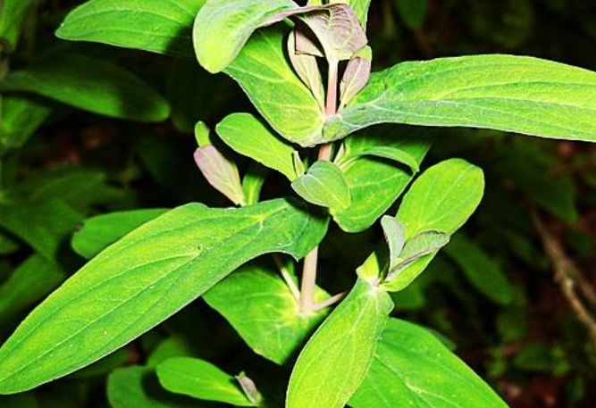 小燈台草 小燈台草