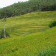 石頭河村(雲南省楚雄州楚雄市東瓜鎮下轄村) 石頭河村(雲南省楚雄州楚雄市東瓜鎮下轄村)