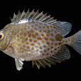 點斑藍子魚 點斑藍子魚