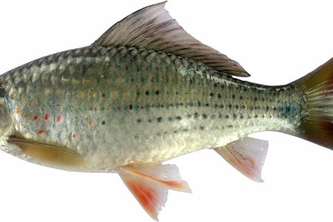 紋唇魚屬 紋唇魚屬