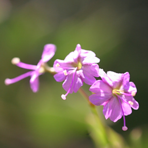 Commicarpus fallacissimus