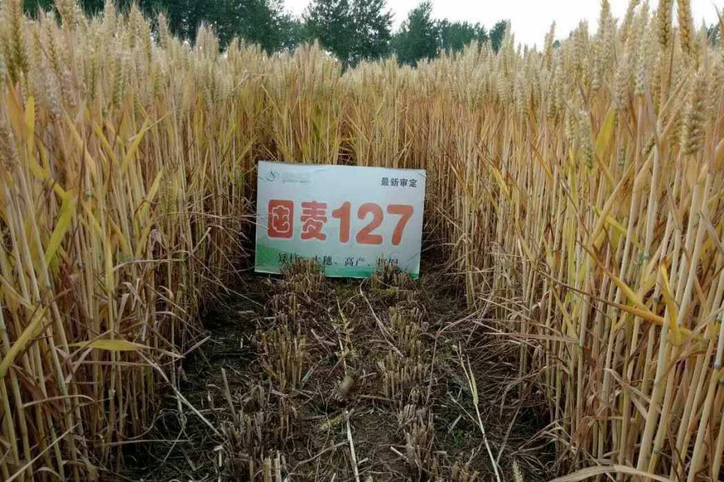 囤麥127 囤麥127