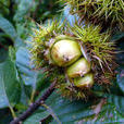 茅栗AL-1 茅栗AL-1