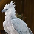 角雕(鳥綱動物) 角雕(鳥綱動物)
