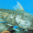 卷口魚 卷口魚