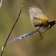 鵲(鳥類名稱) 鵲(鳥類名稱)