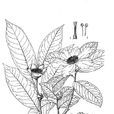 扁糙果茶 扁糙果茶