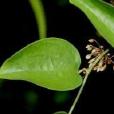 短柱肖菝葜 短柱肖菝葜