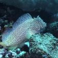 金剛蝦虎魚