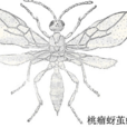 桃瘤蚜繭蜂 桃瘤蚜繭蜂