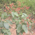 女兒紅葉 女兒紅葉