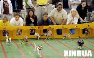 美國：200隻小狗同場競技比速度