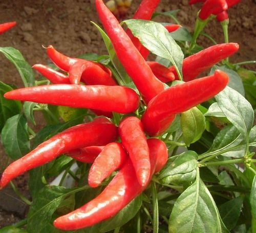小鳥椒，據稱為世界上最辣的辣椒。