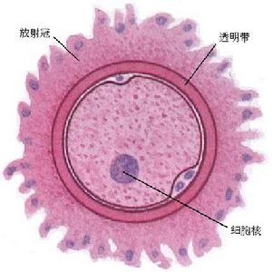 卵裂和胚泡的形成