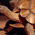 安哥洛卡象龜(馬達加斯加陸龜)