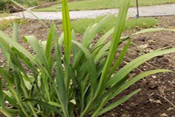 Crocosmia \x27Emily McKenzie\x27